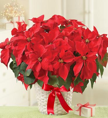 Poinsettia Plant in a Basket